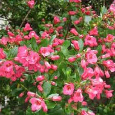 ESCALLONIA Donard radiance