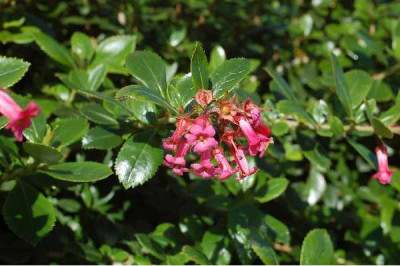 ESCALLONIA macrantha Rosea