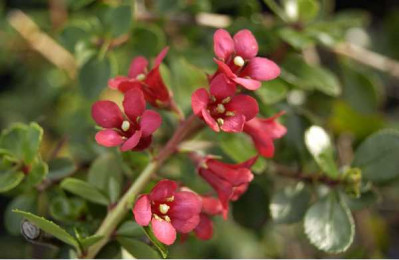 ESCALLONIA macrantha Rubra