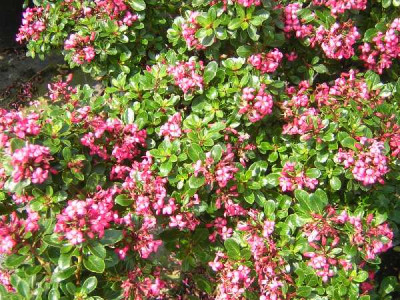 ESCALLONIA red dream