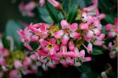 ESCALLONIA show stopper®