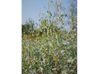 EUCALYPTUS gunnii France bleue