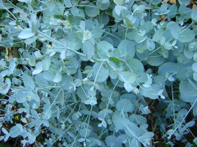 EUCALYPTUS gunnii Baby blue