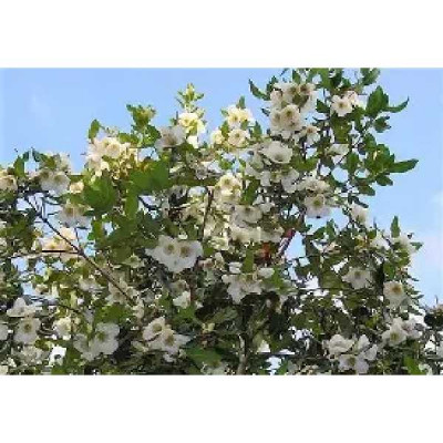 EUCRYPHIA intermedia Rostrevor