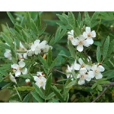 EUCRYPHIA moorei