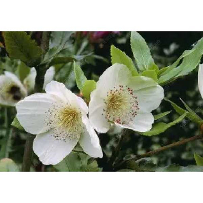 EUCRYPHIA nymansensis Nymansay