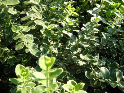 EUONYMUS fortunei Emerald gaiety