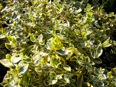 EUONYMUS fortunei Emerald'n gold