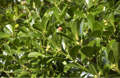 EUONYMUS japonicus