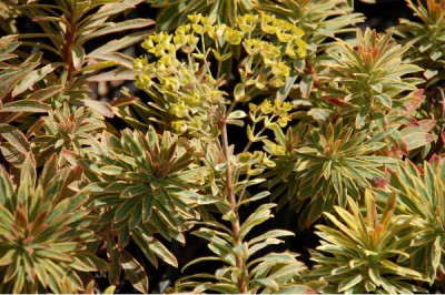 EUPHORBIA amygdaloides Ascot rainbow ®