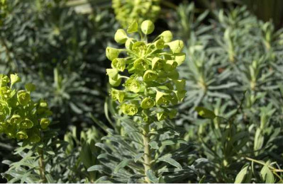 EUPHORBIA characias Wulfenii