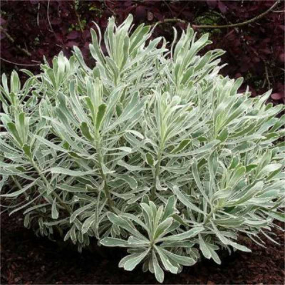 EUPHORBIA  characias Silver edge