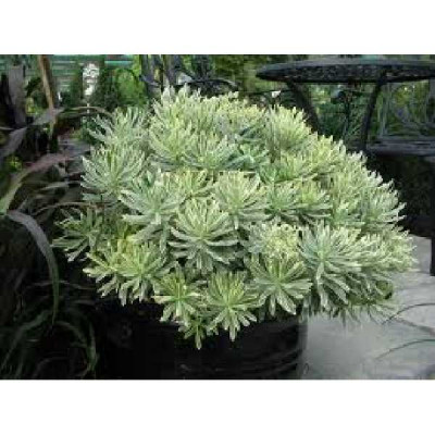 EUPHORBIA characias Silver swan®
