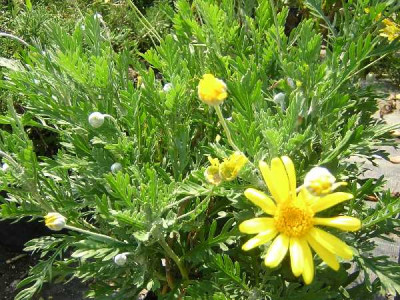 EURYOPS chrysanthemoides