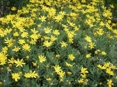 EURYOPS pectinatus
