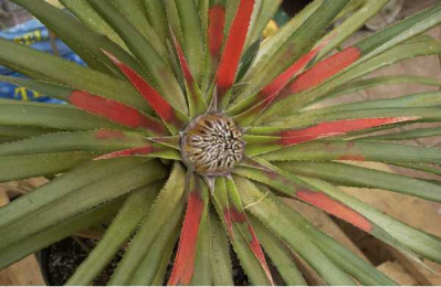 FASCICULARIA pitcairniifolia