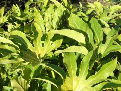 FATSIA JAPONICA sieboldii