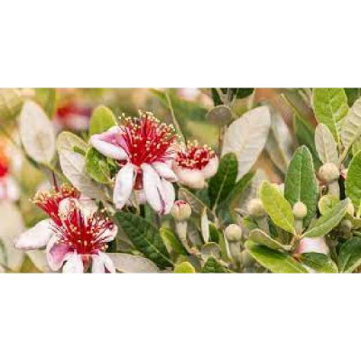 FEIJOA sellowiana