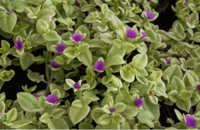 FICOIDE  Aptenia variegata