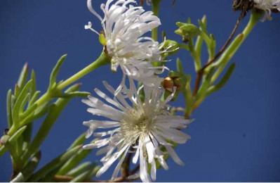 FICOIDE blanc