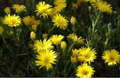 FICOIDE jaune