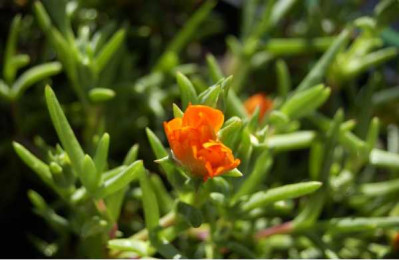 FICOIDE orange