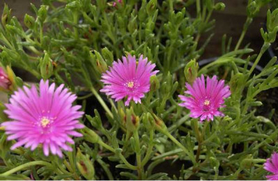 FICOIDE rose