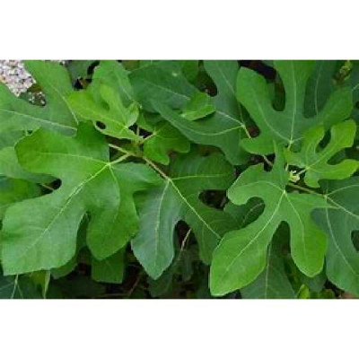 FICUS carica violet