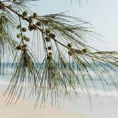 FILAO CASUARINA equistifolia