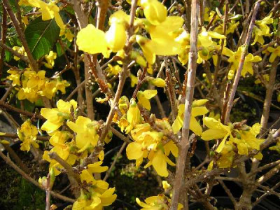 FORSYTHIA intermedia Lynwood