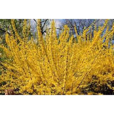 FORSYTHIA intermedia Spectabilis