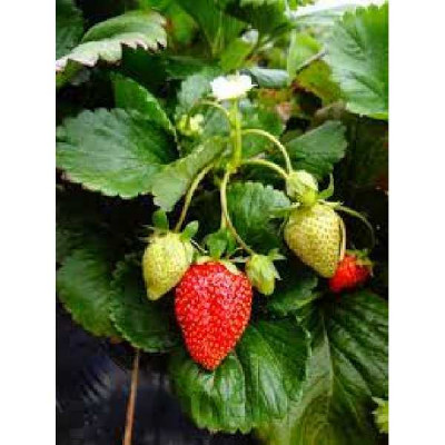 FRAISIER  Lorans