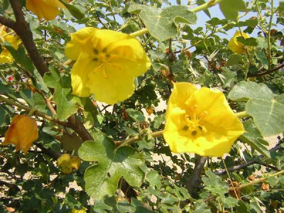 FREMONTODENDRON californicum