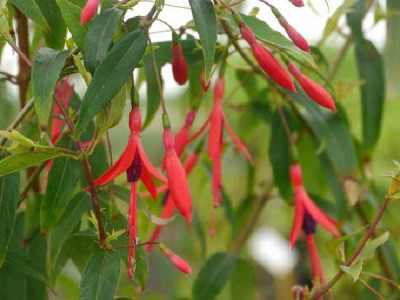 FUCHSIA  Hatschbachii