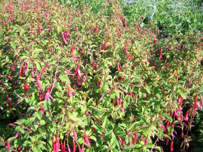 FUCHSIA magellanica Riccartonii