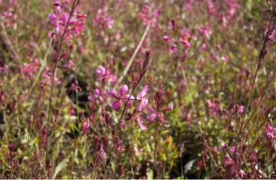 GAURA lindheimeri Rose