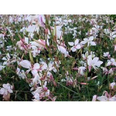 GAURA lindheimeri Short form