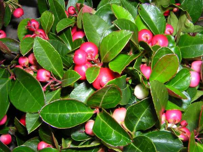 GAULTHERIA