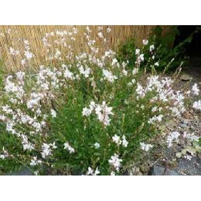 GAURA lindheimeri White dove®