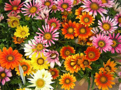 GAZANIA