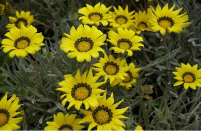 GAZANIA beda Jaune coeur noir