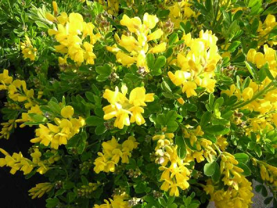 GENISTA porlock