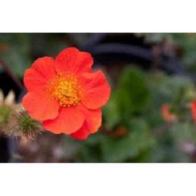 GEUM coccineum Koi