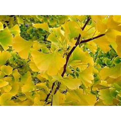 GINKGO biloba Gold flame ®