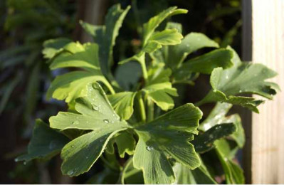 GINKGO biloba