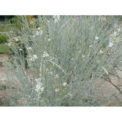 GOMPHOSTIGMA white candy