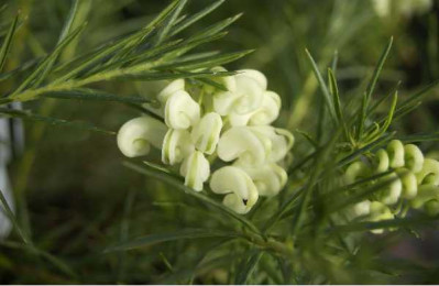 GREVILLEA gracillis Alba