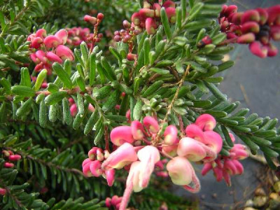 GREVILLEA lanigera Mount tamboritha