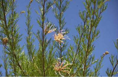 GREVILLEA semperflorens Desert flame