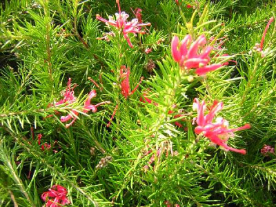 GREVILLEA juniperina